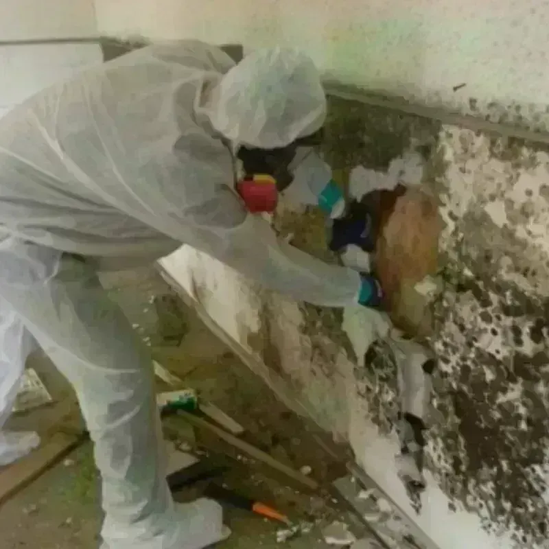 Mold Remediation and Removal in Alliance, NE